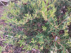 Banksia canei