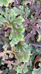 Selaginella repanda