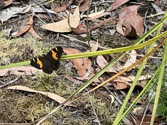 Tisiphone abeona abeona