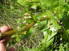 Alepidea amatymbica