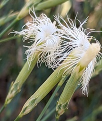 Dianthus crinitus