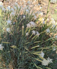 Dianthus crinitus