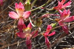 Alstroemeria hookeri