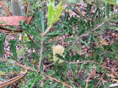 Banksia canei