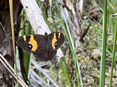 Tisiphone abeona abeona