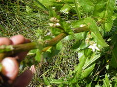 Alepidea amatymbica