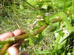 Alepidea amatymbica