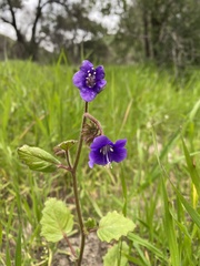 Phacelia parryi