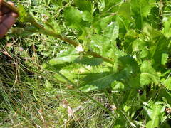 Alepidea amatymbica