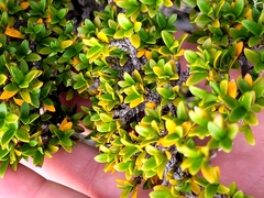 Coprosma fowerakeri