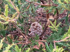 Banksia canei