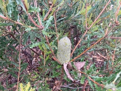 Banksia canei