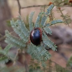 Dicranosterna immaculata