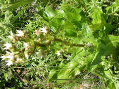 Alepidea amatymbica