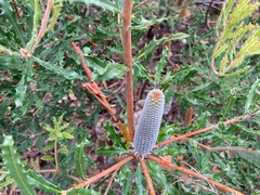Banksia canei