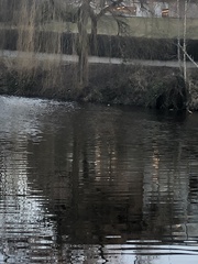 Lophodytes cucullatus