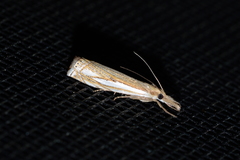Crambus saltuellus