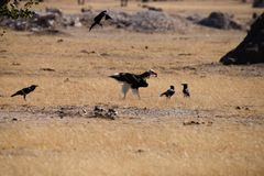 Trigonoceps occipitalis