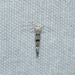 Argyresthia thuiella
