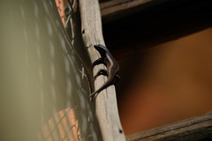 Trachylepis spilogaster