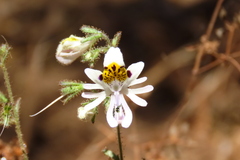 Schizanthus pinnatus