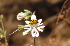 Schizanthus pinnatus