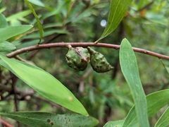 Hakea salicifolia