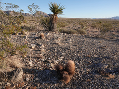 Echinomastus johnsonii