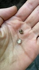 Balsamia oregonensis