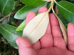 Olearia avicenniifolia