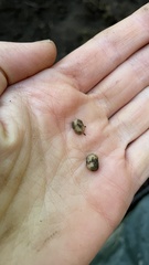 Balsamia oregonensis