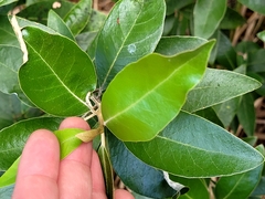 Olearia avicenniifolia