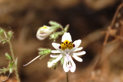 Schizanthus pinnatus