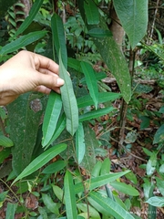 Passifloraceae
