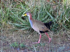 Giant Wood-Rail photo 2