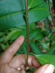 Passifloraceae