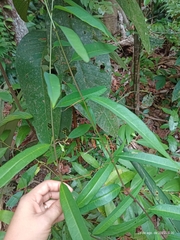Passifloraceae