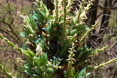 Puya alpestris