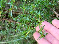 Coprosma microcarpa