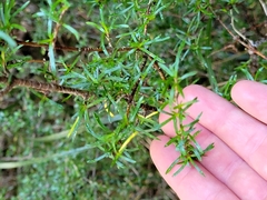 Coprosma microcarpa