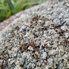 Xanthoparmelia cumberlandia