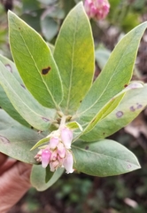 Arctostaphylos virgata