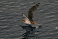 Calonectris diomedea