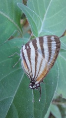 Arawacus lincoides