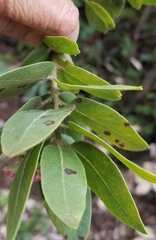 Arctostaphylos virgata