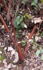 Arctostaphylos virgata