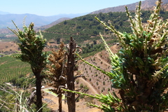 Puya alpestris