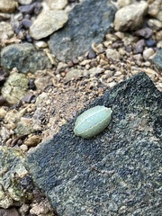 Apoda y-inversa