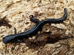 Plethodon glutinosus