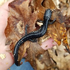 Plethodon glutinosus